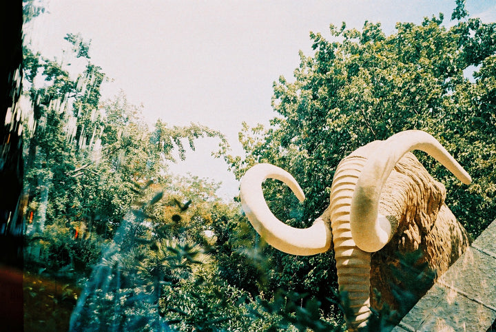 Ciutadella's mammoth